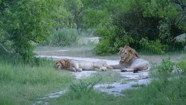 Deux Lions Mâles Reposant Sur Chemin Terre — Photo