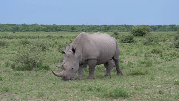 Mère Rhinocéros Jeunes Broutant Sanctuaire Khama Rhino Botswana — Photo
