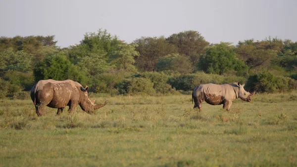 Muddy Neushoorn Moeder Jong Savanne Khama Rhino Sanctuary Botswana — Stockfoto