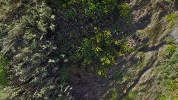 Вид Воздуха Лес Юго Западного Алентежу Природный Парк Vicentine Coast — стоковое видео