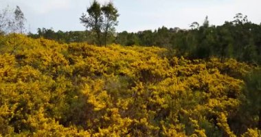 Portekiz 'deki Parque Natural de las Sierras de Aire y Candeeiros' ta sarı çiçekler üzerinde hava manzarası