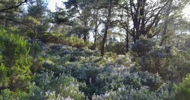 Portekiz Deki Parque Doğal Las Sierras Aire Candeeiros Ormanında Uçuyor — Stok video