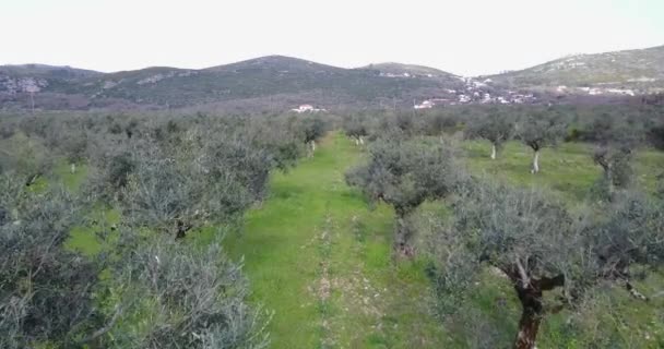 Flygning Över Olivträd Parque Natural Las Sierras Aire Candeeiros Portugal — Stockvideo