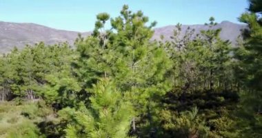 Portekiz 'deki Serra da Estrela Doğal Parkı' ndaki ormandan havacılık tavası.
