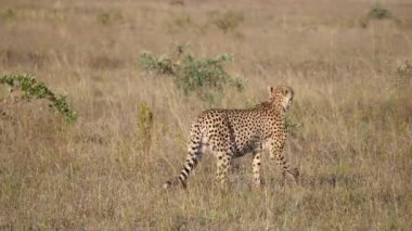Güney Afrika 'da, Waterberg' deki bozkırda çita yürüyor.