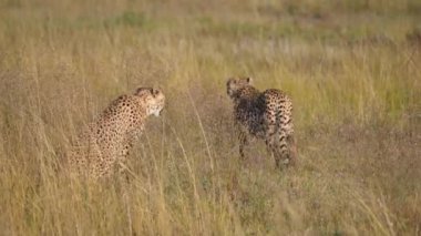 İki çita, Güney Afrika 'da, Waterberg savanasında yürüyorlar.
