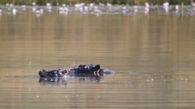 Güney Afrika 'daki Waterberg gölünde üç su aygırı