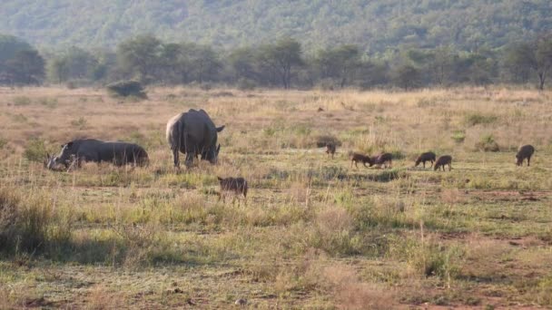 Rhinos Warthogs Savanna Morning Waterberg South Africa — Stock Video