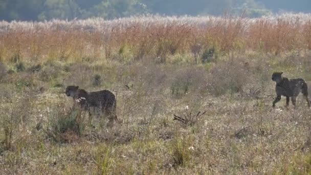 Due Ghepardi Che Camminano Campo Waterberg Sud Africa — Video Stock
