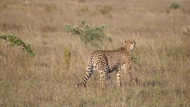 Cheetah Promenader Savannen Waterberg Sydafrika — Stockvideo