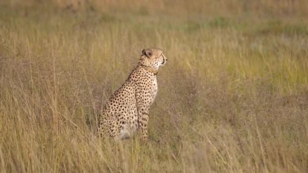 Cheetah Går Till Annan Gepard Savannen Waterberg Sydafrika — Stockvideo
