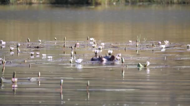 Ippona Lago Con Fiori Loto Waterberg Sud Africa — Video Stock