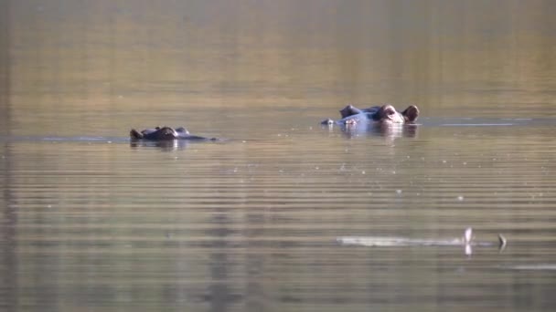 南非沃特堡湖中的两只河马 — 图库视频影像