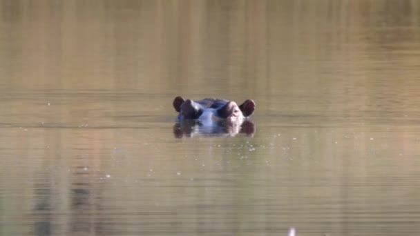 Zwei Flusspferde Einem See Waterberg Südafrika — Stockvideo