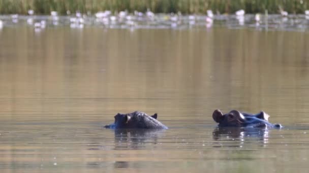 Two Hippos Lake Waterberg South Africa — Stock Video