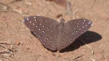 Güney Afrika 'da, Waterberg' de yerde kahverengi kelebek