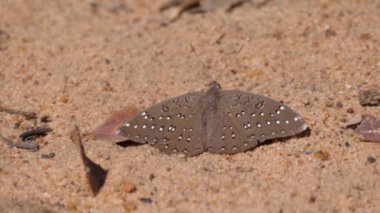 Güney Afrika 'daki Waterberg' de kahverengi kelebek kanatlarını açıyor.
