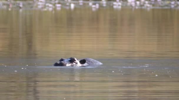 Three Hippos Lake Waterberg South Africa — Stock Video