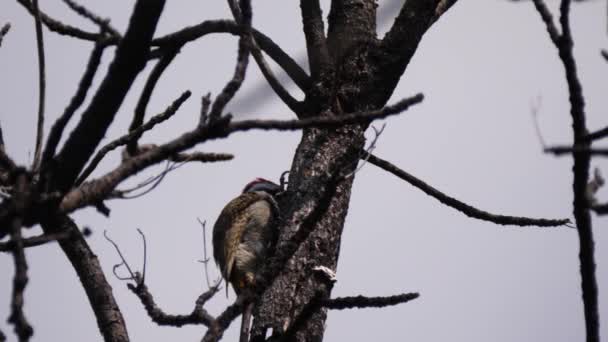 African Grey Woodpecker Cleaning His Feathers Tree Waterberg South Africa — Stock Video