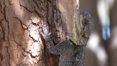 Güney Afrika 'da Waterberg' de bir ağaçtaki Güney Ağacı 'ndan yaklaş.