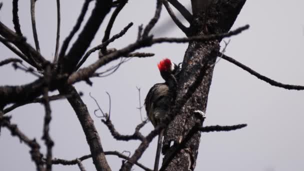 Pájaro Carpintero Gris Africano Limpiando Sus Plumas Árbol Waterberg Sudáfrica — Vídeo de stock