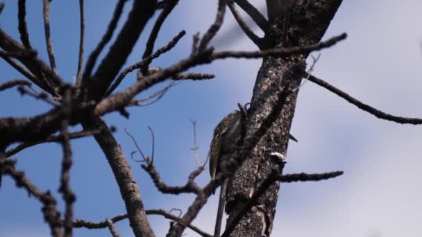 African Grey Woodpecker Tree Waterberg South Africa — Stock Video