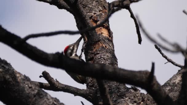 African Grey Woodpecker Pecks Tree Waterberg South Africa — Stock Video