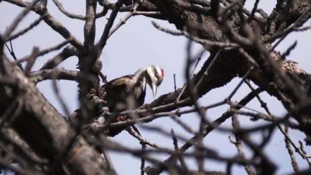 Pájaro Carpintero Gris Africano Picotea Árbol Waterberg Sudáfrica — Vídeo de stock