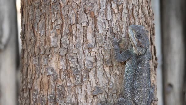 Un agama d'arbre du sud sur un arbre à Waterberg Afrique du Sud 