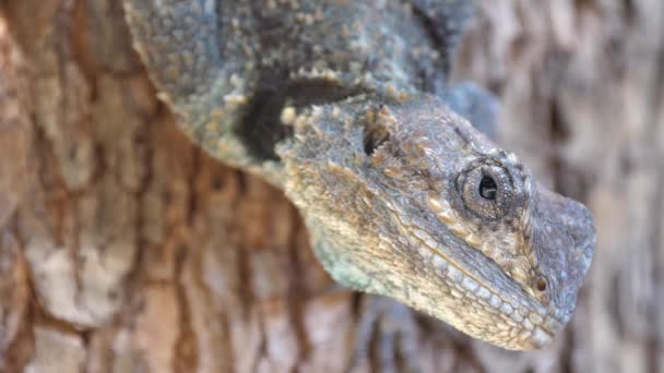 Zblízka Hlavy Jižního Stromu Agama Waterberg Jižní Africe — Stock video