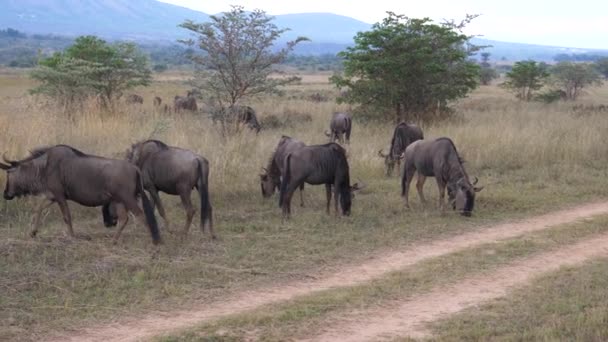 Egy Gnúcsorda Egy Mellett Waterberg Dél Afrika Szavannájánál — Stock videók