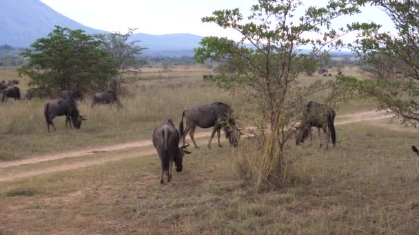 Hjord Vilda Djur Intill Väg Vid Savannen Waterberg Sydafrika — Stockvideo