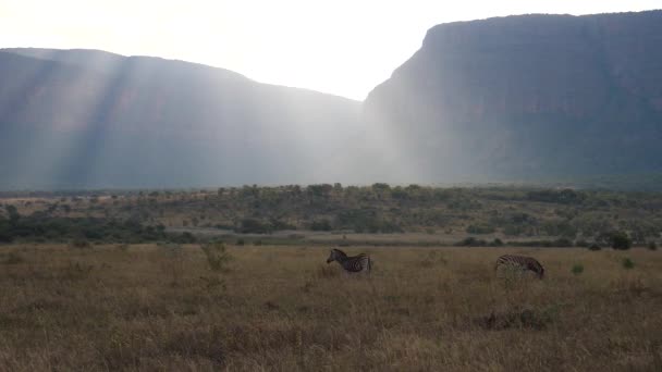 Zebry se sluncem svítí nad savanou v Waterberg Jižní Africe