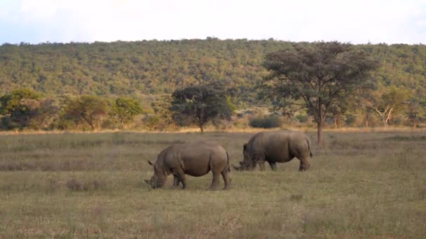 Två Vita Noshörningar Äter Gräs Waterberg Sydafrika — Stockvideo