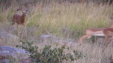 Waterberg Güney Afrika 'sında erkek bir impala onlara yaklaştığında kaçan dişi impala sürüsü.