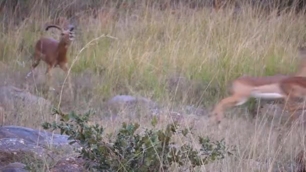 Troupeau d'impala femelle s'enfuyant quand un impala mâle s'approche d'eux à Waterberg en Afrique du Sud 