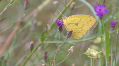 Güney Afrika 'da, Waterberg' de mor yonca üzerinde bulutlu sarı kelebek
