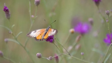 Güney Afrika 'da, Waterberg' de mor yonca üzerinde kelebek