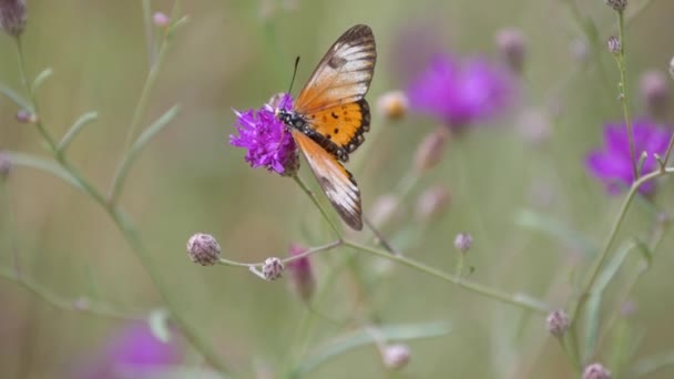 南非沃特堡紫色三叶草上的蝴蝶 — 图库视频影像