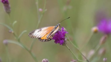 Güney Afrika 'da, Waterberg' de mor yonca üzerinde kelebek