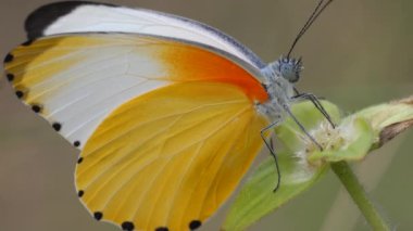 Waterberg Güney Afrika 'sında bir çiçeğin üzerindeki ortak noktalı kelebek.