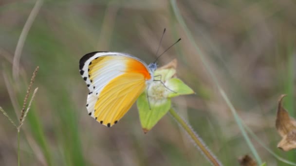 Fluture Comun Frontieră Punctat Floare Waterberg Africa Sud — Videoclip de stoc