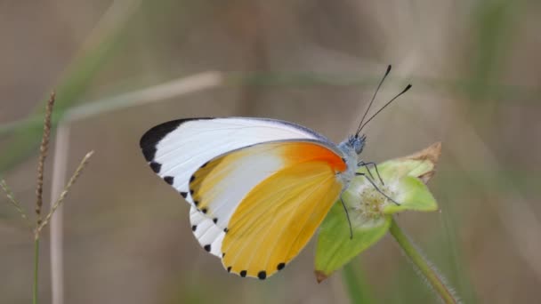 南非沃特堡地区一种常见的点缀蝴蝶 — 图库视频影像