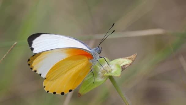 南アフリカのウォーターバーグで花に共通の点状の蝶 — ストック動画