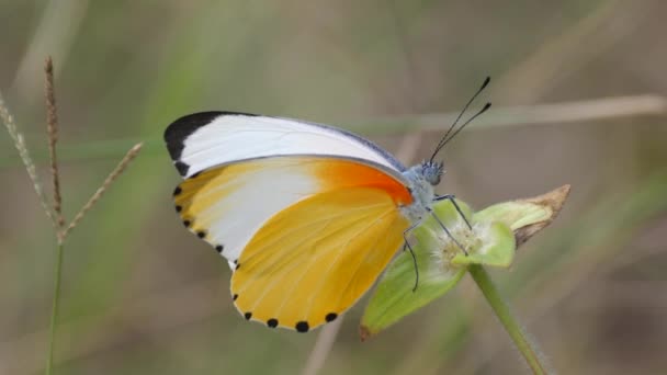 南アフリカのウォーターバーグで花に共通の点状の蝶 — ストック動画