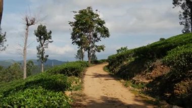 Çay tarlasından çay tarlalarına giden yol.