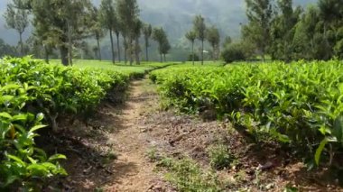 Sri Lanka 'daki çay tarlalarında yürüyorum.