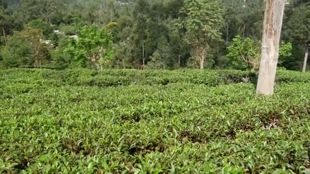 Dönthető Serpenyő Egy Teaültetvényről Egy Srí Lanka Dombon — Stock videók
