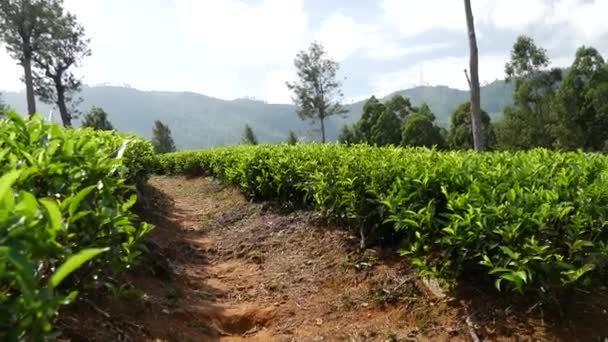 Pán Egy Sri Lanka Teaültetvényen Lévő Gyalogútról — Stock videók