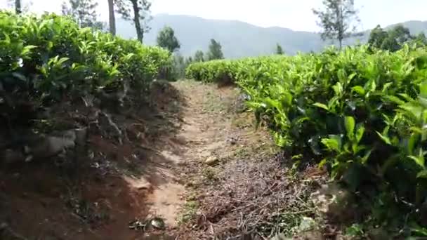 Caminando Por Las Plantaciones Sri Lanka — Vídeo de stock